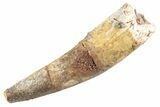 Fossil Spinosaurus Tooth - Real Dinosaur Tooth #360156-1